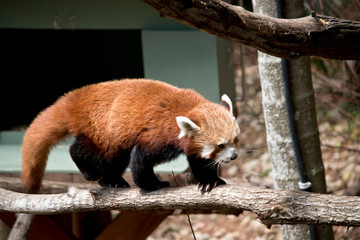 the red panda is walking on a  branch