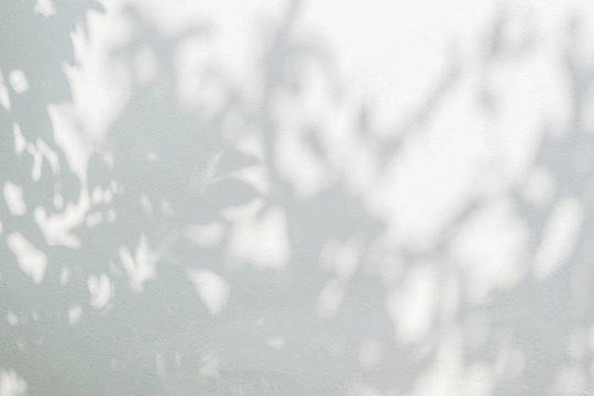 Abstract Tree Shadow With Leaves, Tree Branch And Light Shadow Bokeh On White Wall Background