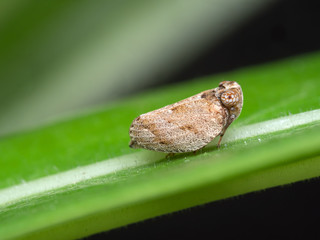 Macro Photo of Planthopper on Green Leaf