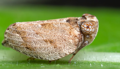 Macro Photo of Planthopper on Green Leaf