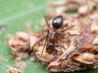 Macro Photo of Two Millimeters Tiny Ant Eating Dry Bird Poop on Green Leaf