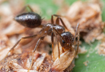 Macro Photo of Tiny Ant Eating Dry Bird Poop on Green Leaf