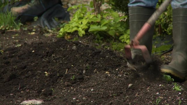 Handheld, medium close up shot of a person packing soil with a rack and a hoe.