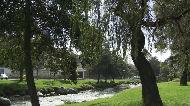 Río y árbol de Cuenca