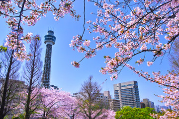 横浜市山下公園の桜とマリンタワー