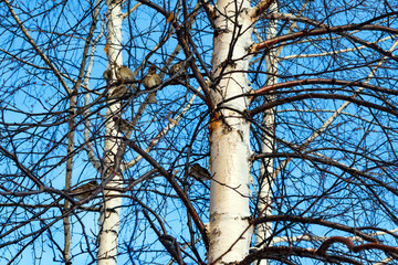 Obraz premium Small birds are sparrows sitting on branches of a birch in autumn against a blue sky, beautiful natural background