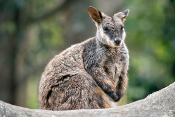the tammar wallaby is sitting on a rock - obrazy, fototapety, plakaty