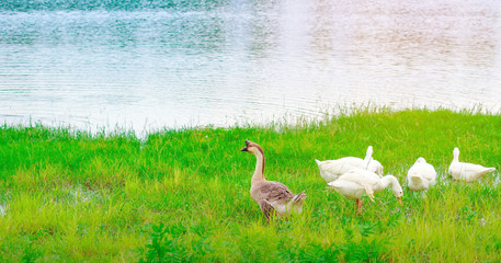 Group of swan eating near the .reservoir in the public park