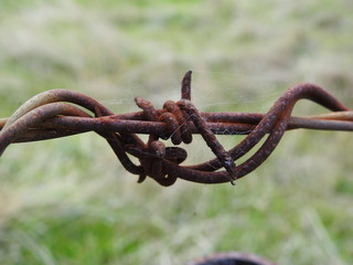 rusted barbed wire fence