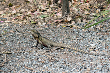 The Water Dragon's upper body is a gray-green with cream and black transverse bands on the body and tail