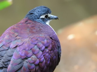 colourful pigeon