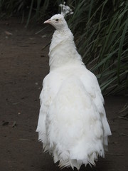 white peacock