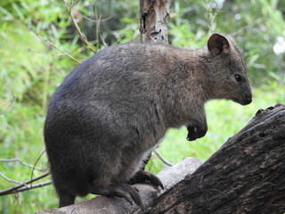 marsupial in australia