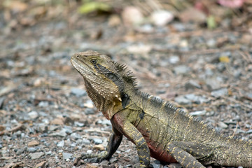 this is a close up of a water dragon lizard