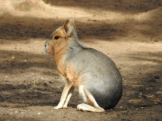 Patagonian mara