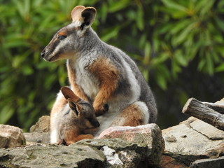 Yellow Footed Rock Wallaby