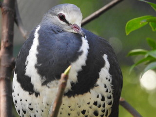 pigeon close up 
