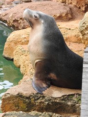 seal on a rock