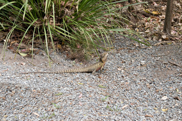 The Water Dragon's upper body is a gray-green with cream and black transverse bands on the body and tail.