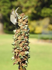 honeyeater bird on a flower