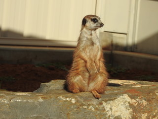 meerkat on guard