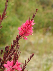 vibrant flowers in the garden