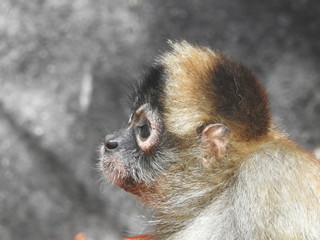 Monkey up close