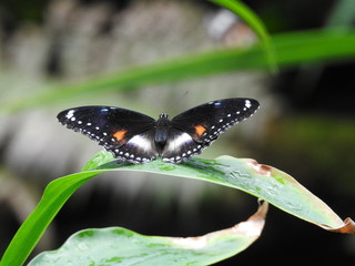 butterfly on a leaf