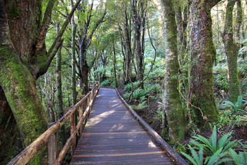 Wooden boardwalk through a dense forest.