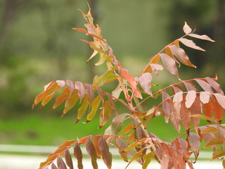 Vibrant autumn leaves in the sun