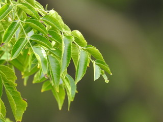 Vibrant green leaves