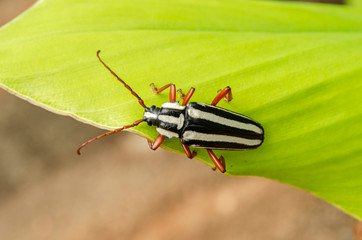 Stripe Long-horned Beetle
