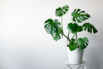 A beautiful Monstera flower in a white pot stands on a white wooden pedestal stand on a white background. The concept of minimalism. Hipster scandinavian style room interior. Empty white wall and copy - obrazy, fototapety, plakaty