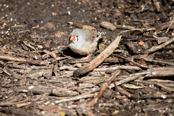 the female zebra finch is looking for food