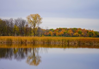 Reflections of a tree on a lake in Autumn