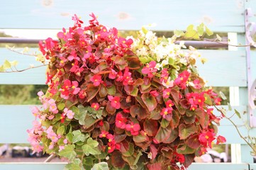 ベゴニア　花　アレンジ　秋　