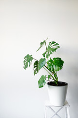 A beautiful Monstera flower in a white pot stands on a white wooden pedestal stand on a white background. The concept of minimalism. Hipster scandinavian style room interior. Empty white wall and copy