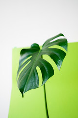 Monstera in the sun. Beautiful combination of colors: green and orange. Details of the modern interior. Interior Design. Minimalism concept.	