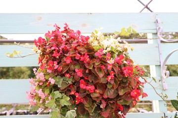 ベゴニア　花　アレンジ　秋　