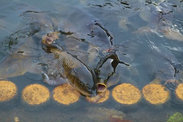 鯉　魚　池　杤木