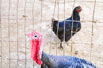 Photo of the top of the turkey on the background of the fence and chicken