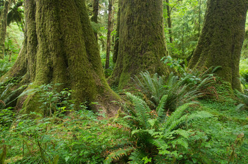 tree trunks and ferns in rain forest