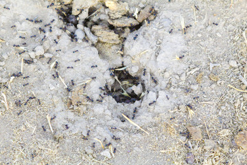 Ants in the anthill carry food for the winter