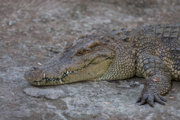 Naklejka premium Close-up of Head crocodile