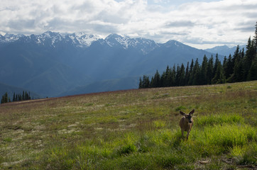 Deer on mountain ridge meadow
