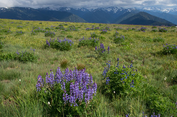 Alpine wildflowers mountain ridge