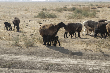 A flock of sheep with newborn lambs graze and feed the lambs in the steppe