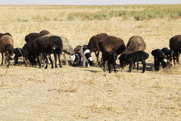 Fototapeta na wymiar A flock of sheep with newborn lambs graze and feed the lambs in the steppe