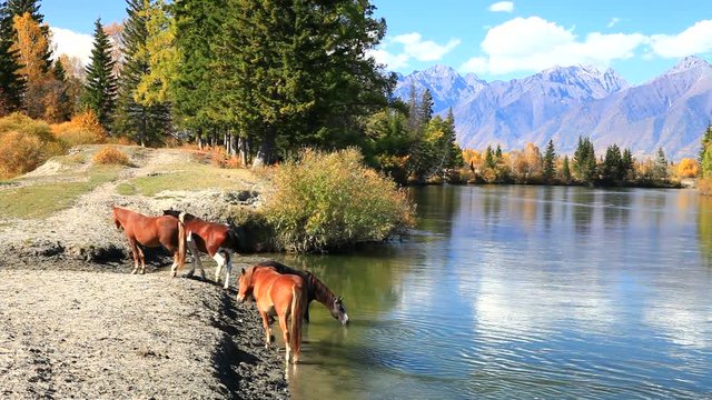 Beautiful autumn landscape with reflection in the Irkut river of a yellowed forest and the mountains. Horses at a watering place on the shore. Siberia, Baikal, Buryatia, Sayans, Tunka Valley