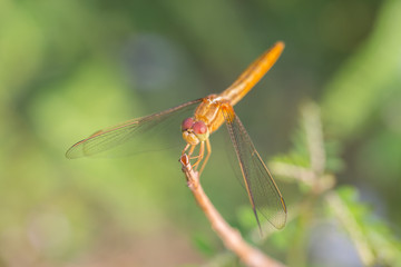 Dragonfly Perched on a Branch